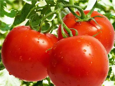 西紅柿施肥方案