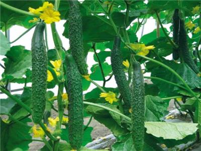 黃瓜水溶肥和葉面肥配套施肥方案