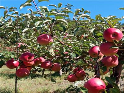 蘋果全程施肥方案