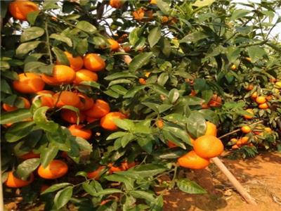 柑橘種植全年的施肥方案