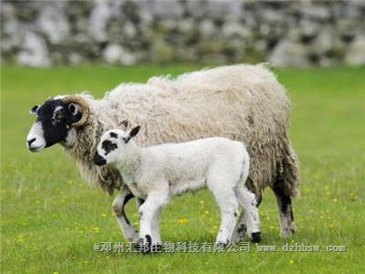 羊糞施用前為什么必 須經過發酵處理？