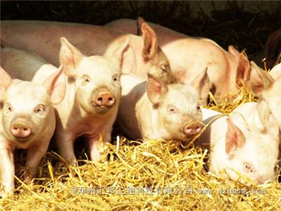 豬糞發酵制作有機肥料的方法與優點