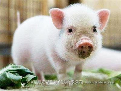 豬糞發酵制作有機肥的主要途徑